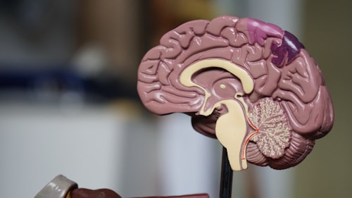 Brain and nervous system model for pain management education at J9 Clinic in Houston